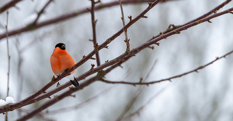 Ptak w rezerwacie S&ouml;der&aring;sen