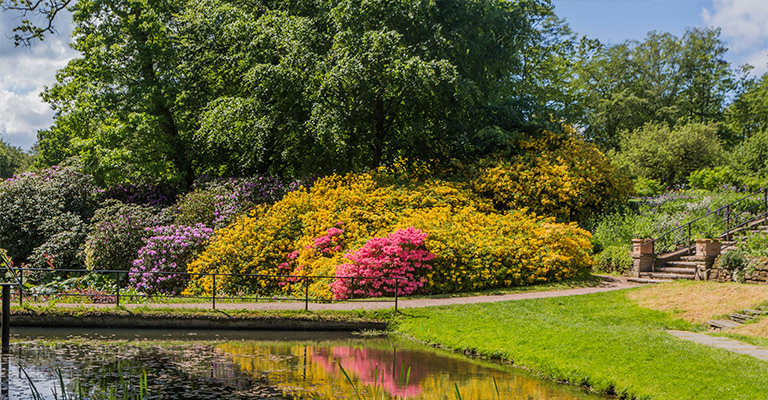Czas rododendronów w Sofiero