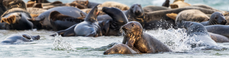 Zimowe zdjęcia i wildlife w Skanii: gdzie szukać fok, ptactwa i mroźnych widoków