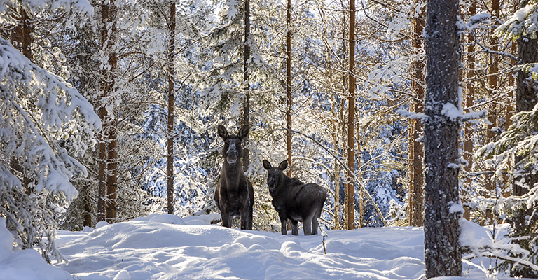 Zwierzęta w ośnieżonym lesie