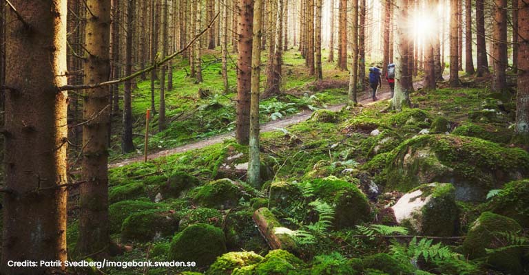 Wandern im "Urwald" des Nationalpark