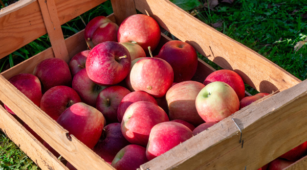 Apfelkiste