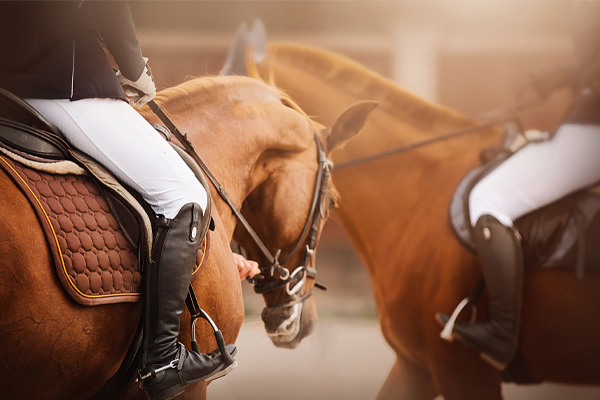 Zwei Pferde nebeneinander