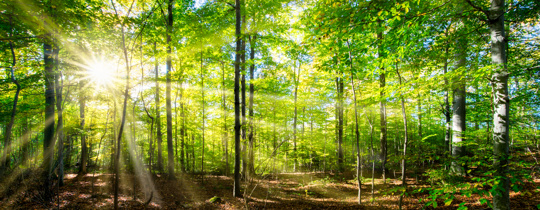 Green Forest