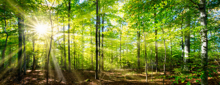 DE-autorisierung-nachhaltigkeit-Wald