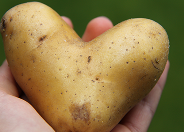 Herzförmige Kartoffel in einer Hand