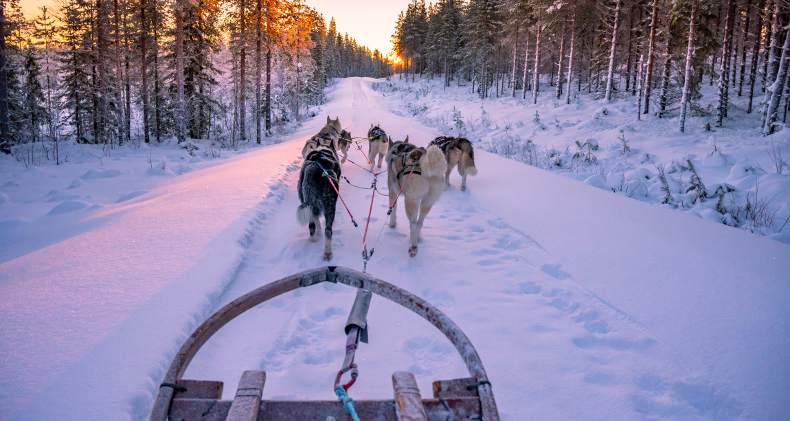 Hundeschlittentour in Schweden