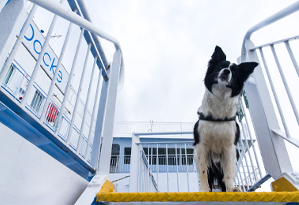 fähre schweden an Bord Hund