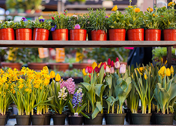 Segelfartyg och fyrtorn i solnedgången under Hanse Sail i Rostock.