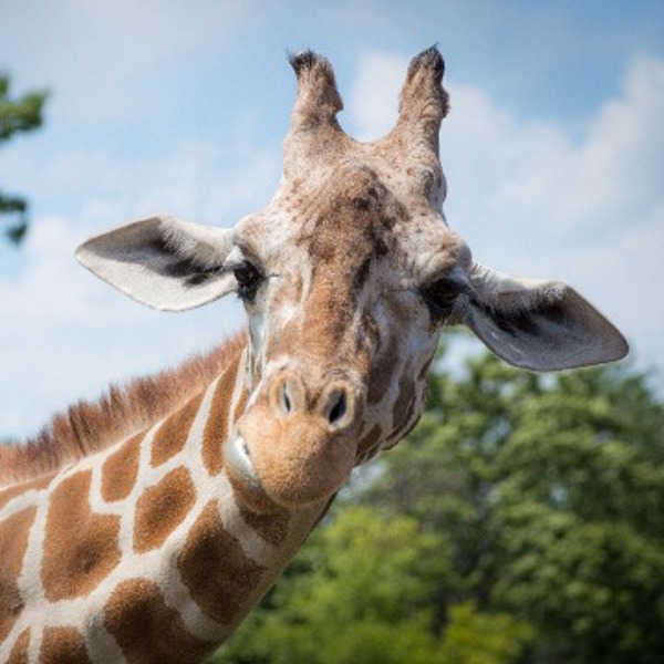 Giraffe curiously looking at you up close head shot