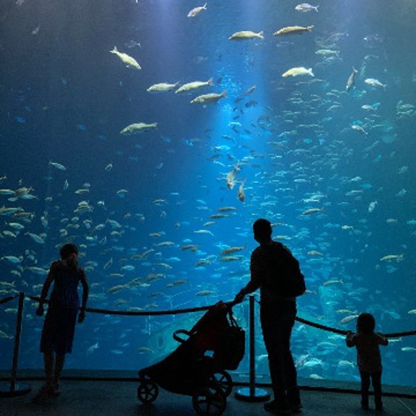 Family in Ozeaneum Stralsund enjoying the maritime life and fishes in front of a big water tank