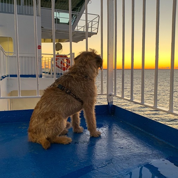 Fähre Rostock Trelleborg mit Hund