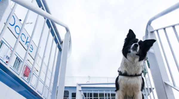 Hund på färjans passagerardäck – husdjursvänlig resa med TT-Line